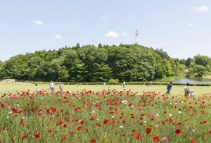 県立北総花の丘公園